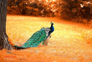 步行者主场击败老鹰，萧华斯分助攻成核心