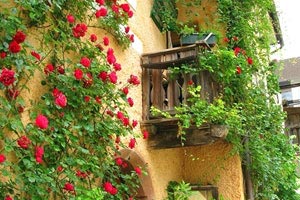 鹈鹕双星发威封王莫雷